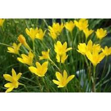 Urban Gardens Rare Mixed Rain Lily Bulbs Mix,