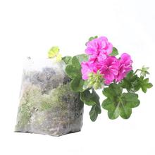 Geranium Plant in Nursery Grow Bag