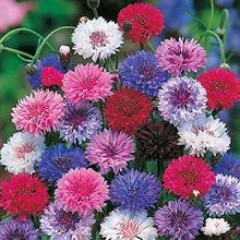 Creative Farmer Flower Seeds : Corn Flower- Frosty Mixed Terrace