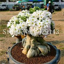 100% True Desert Rose Bonsai Ornamental Plants Balcony Bonsai Potted Flowers Drawf Adenium Obesum Bonsai -1 Particles/lot