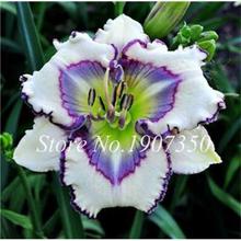 100 Pcs/Bag Fresh Bonsai Hemerocallis Middendorffii Daylily