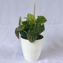 Peperomia Plant