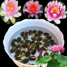 16 Seeds / Seed Of Mixed Flower Lotus Seeds Kamalgatta / Kamal | Pure and Organically Grown | Symbol of Goddess Laxmi