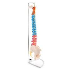 66fit Coloured Anatomical Flexible Vertebral Column With Pelvis - (XC-105C)