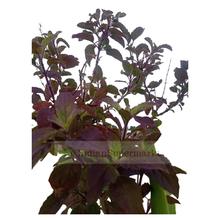 Krishna Tulsi Leaves with stem 20gm