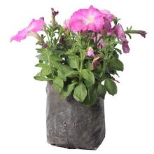 Petunia Plant in Nursery Grow Bag