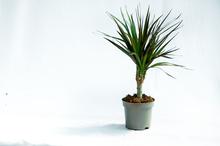 Dracena Marginata plant (Single Steam 3 Varities)