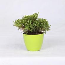 Selaginella Regular Pot 4 Inch