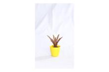 Bromelaids Regular Pot 4 Inch