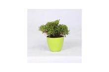 Selaginella plant Regular Pot 4 Inch