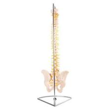 66fit Anatomical Flexible Vertebral Column With Pelvis - (XC-105A)