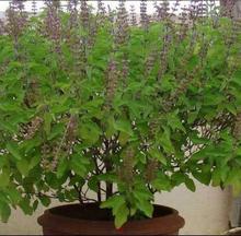 Sara Tulsi (Basil) Dry Leaves (1kg)