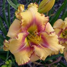 New 100 Pcs/Bag Fresh Rare Hybrid Daylily Flowers Hemerocallis Lily Indoor Bonsai Home Garden Supplies for Flower Pot