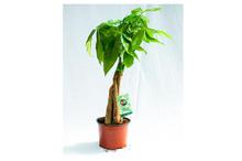 Money Tree