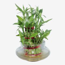 Lucky Bamboo Bunch  – Original Plant for indoor – Imported plant