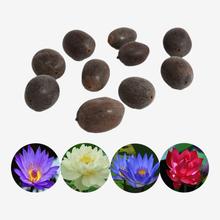 20 Pcs Mix Lotus Flower Seeds (Blue, Pink, Yellow, Lavender Lotus Seed) - Bonsai Lotus Seed - Seeds For Plantations |