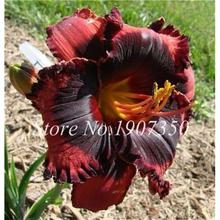 100 Pcs/Bag Fresh Bonsai Hemerocallis Middendorffii Daylily