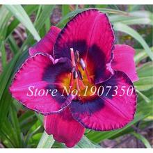 100 Pcs/Bag Fresh Bonsai Hemerocallis Middendorffii Daylily