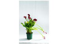 Purplish Red Cally Lilly Plant