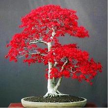 SALE- bonsai 100% True Japanese Red Maple Tree
