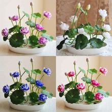 Bonsai Lotus Flower Seeds for Planting 20 Plant Seeds (4 Types)