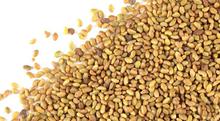 Essential Living Alfalfa Seeds -200 gms