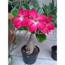 100% True Desert Rose Bonsai Ornamental Plants Balcony Bonsai Potted Flowers Drawf Adenium Obesum Bonsai -1 Particles/lot