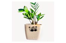 ZZ Plant Regular Pot 15 cm