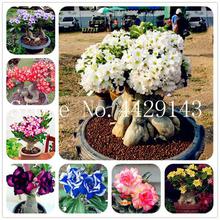 100% True Desert Rose Bonsai Ornamental Plants Balcony Bonsai Potted Flowers Drawf Adenium Obesum Bonsai -1 Particles/lot