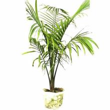 Raxona Palm plant