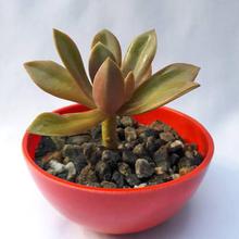 Desert Rose (Echeveria)