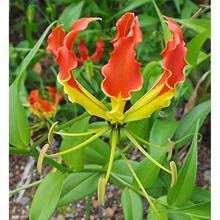 Meadows | Gloriosa lily/Flame lily | Gardening flower