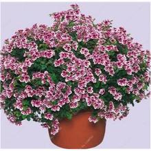 100 Pcs Colorful Bonsai Geranium Flower Rare Variegated Geranium Bonsai Potted Indoor Rooms Home Garden Flower For Bonsai Plant