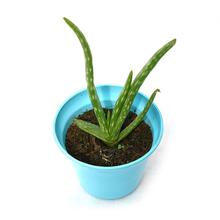 Aloe Vera Plant