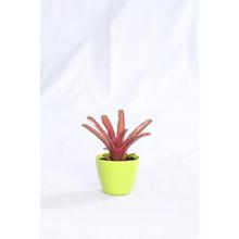 Bromelaids Regular Pot 4 Inch