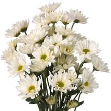 White Daisy 25 Flowers