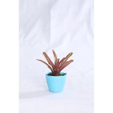 Bromelaids Regular Pot 4 Inch