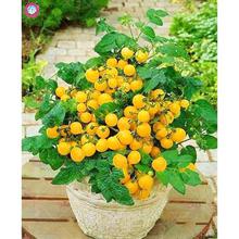 200 pcs/bag bonsai tomato , delicious cherry tomato ,Non-GMO  vegetables Edible food balcony potted garden plants