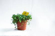 Pilea Depressa plant (Tiny tears)