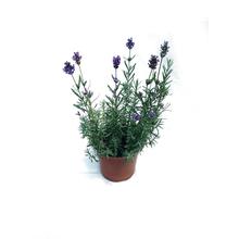 Lavender Plant Phenomenal in a Pot