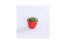 String of Pearls Regular Pot 4 Inch