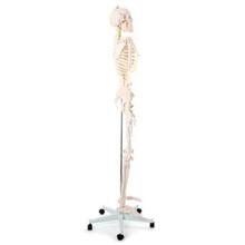 66fit White Human Skeleton On Stand 170cm - (XC-101)