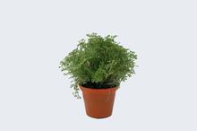 Era Pot Selaginella Plant