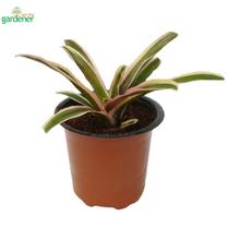 Pink Bromeliad Indoor Plant, Home Decor, Decorative Plant, Green Plant