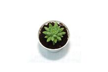 Succulent Plant