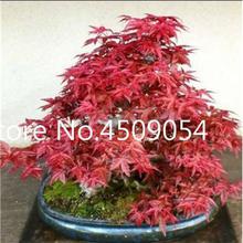 Hot Sale! 20 pcs American Maple Seedsplant Bonsai Tree Seedling