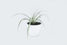 Cool Pot Spider Plant