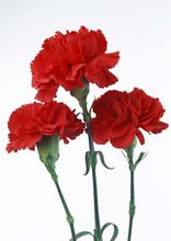 Red Carnations (बंगैचे फुल ) 6 PCs