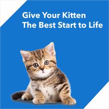Drools Kitten Dry Cat Food, Ocean Fish, 400g Buy 2 Get 1 FREE By Crown Aquatics