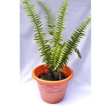 Sword Fern